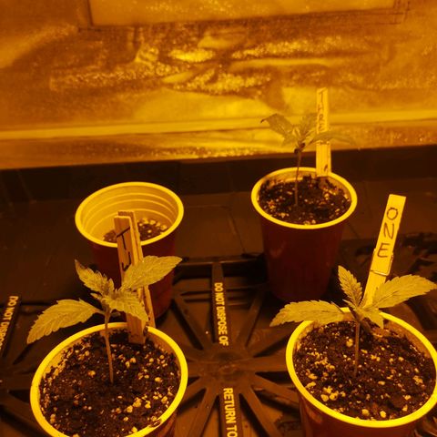 White Thunder growlog timeline photo