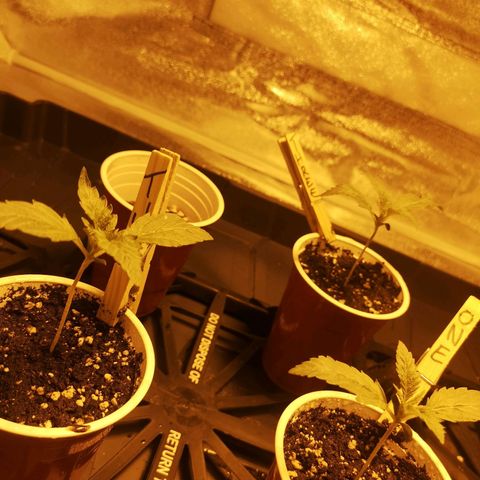 White Thunder growlog timeline photo
