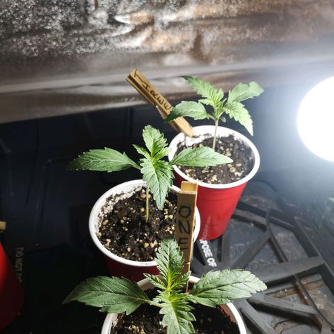 White Thunder growlog timeline photo