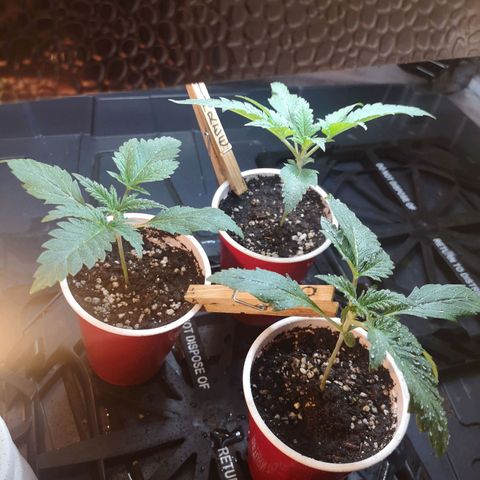 White Thunder growlog timeline photo