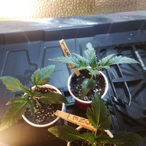 White Thunder growlog timeline photo