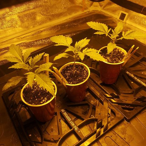 White Thunder growlog timeline photo