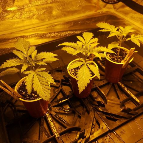 White Thunder growlog timeline photo