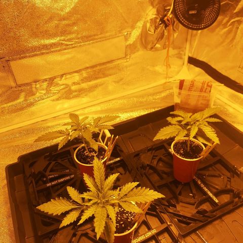 White Thunder growlog timeline photo