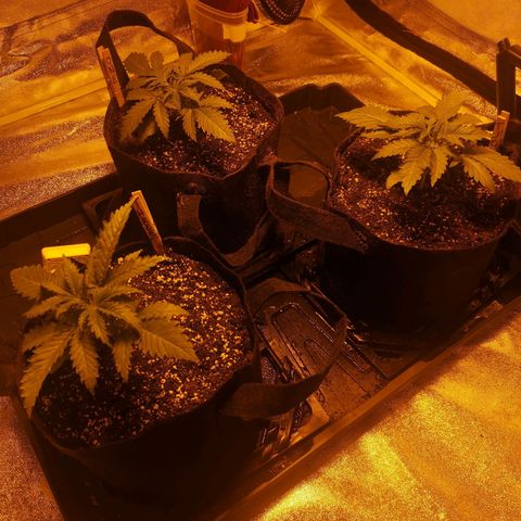 White Thunder growlog timeline photo