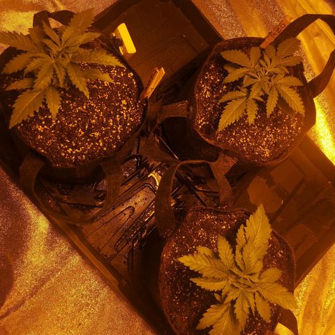 White Thunder growlog timeline photo