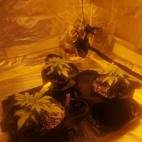 White Thunder growlog timeline photo