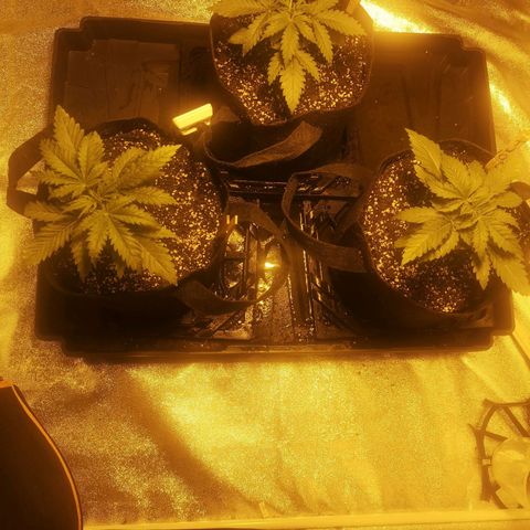 White Thunder growlog timeline photo