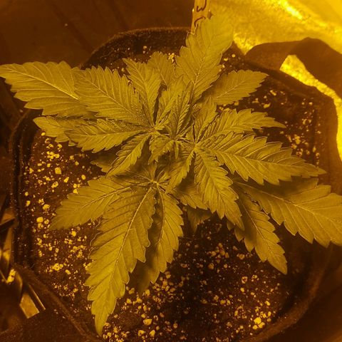 White Thunder growlog timeline photo