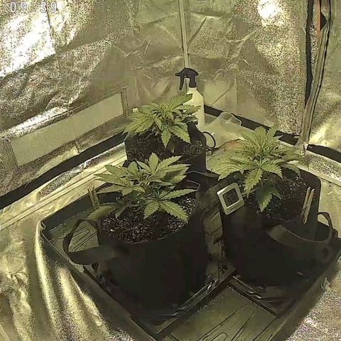 White Thunder growlog timeline photo