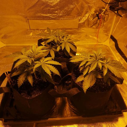 White Thunder growlog timeline photo