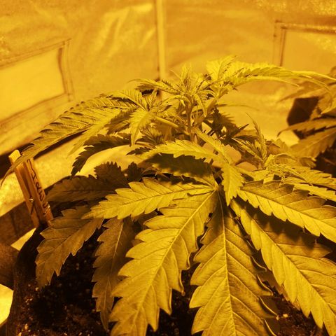 White Thunder growlog timeline photo