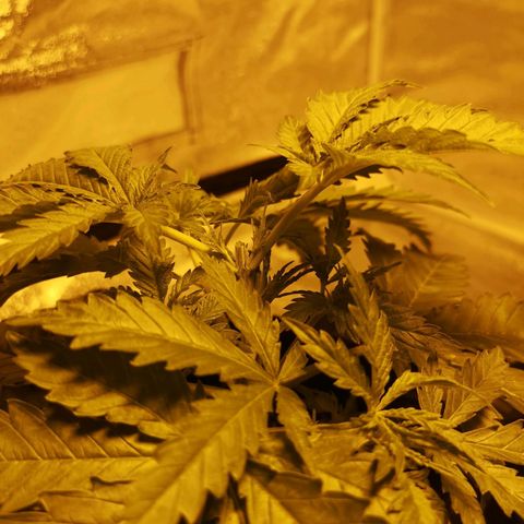 White Thunder growlog photo: Topped #3