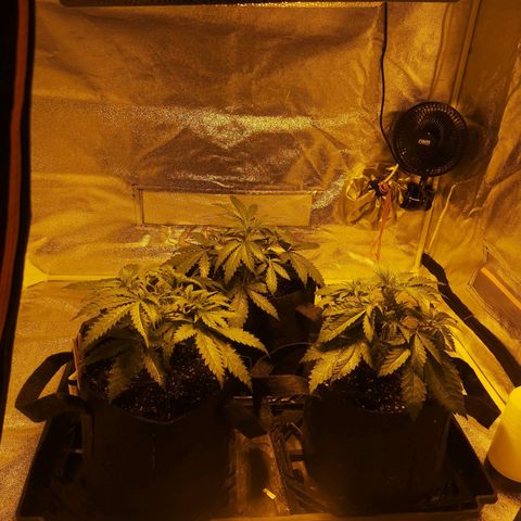 White Thunder growlog timeline photo