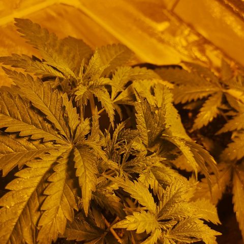 White Thunder growlog photo: #3 24hrs after topping