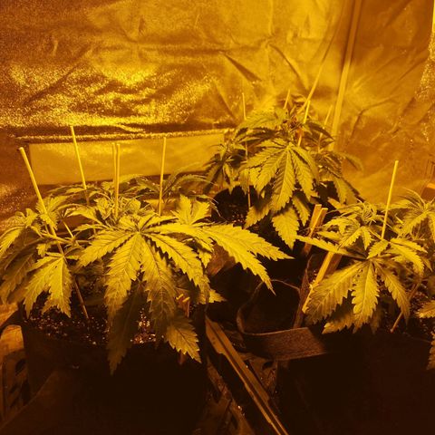 White Thunder growlog photo: Staked and lite training of branches ready for scrog