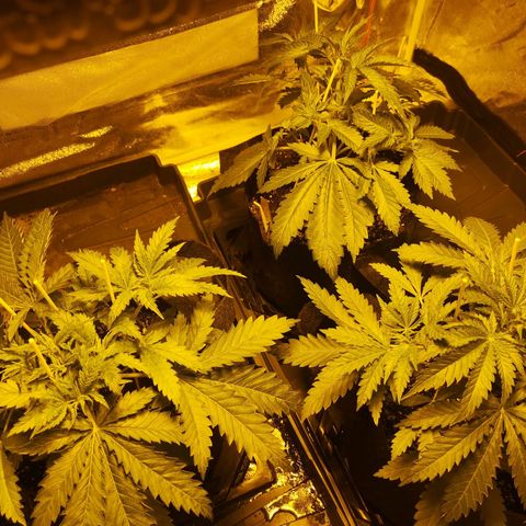 White Thunder growlog timeline photo