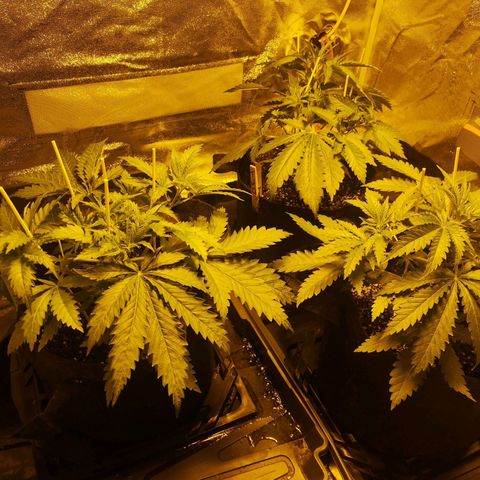 White Thunder growlog timeline photo