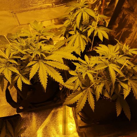 White Thunder growlog timeline photo