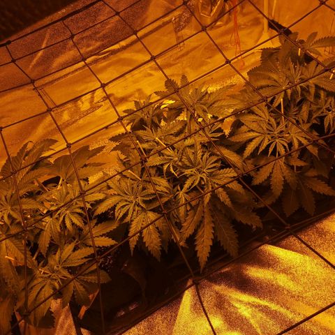 White Thunder growlog timeline photo