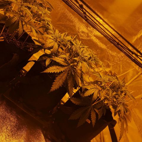 White Thunder growlog timeline photo