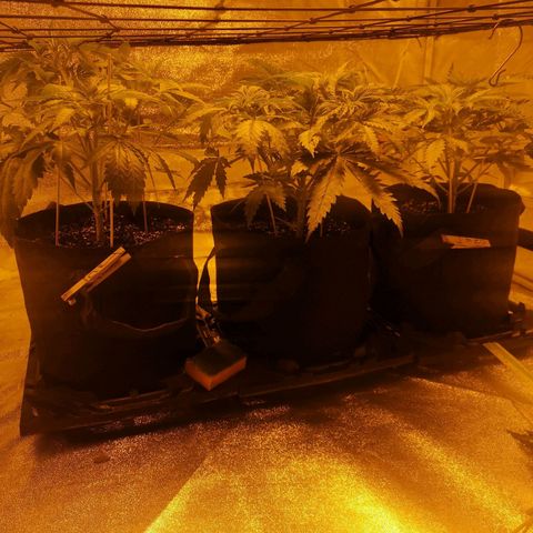 White Thunder growlog timeline photo
