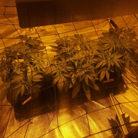 White Thunder growlog timeline photo