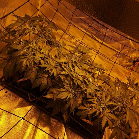 White Thunder growlog timeline photo