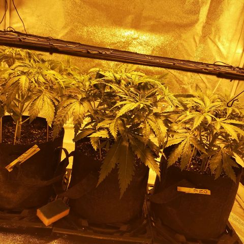White Thunder growlog timeline photo