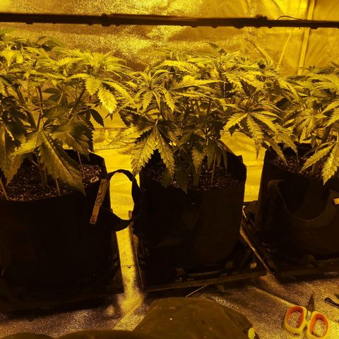White Thunder growlog timeline photo