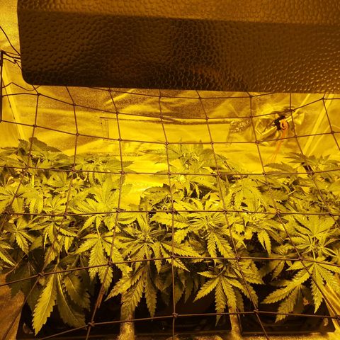 White Thunder growlog timeline photo
