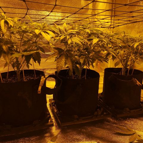 White Thunder growlog timeline photo