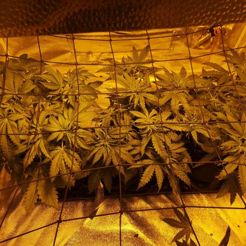 White Thunder growlog timeline photo