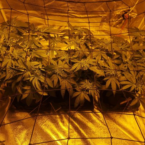 White Thunder growlog timeline photo