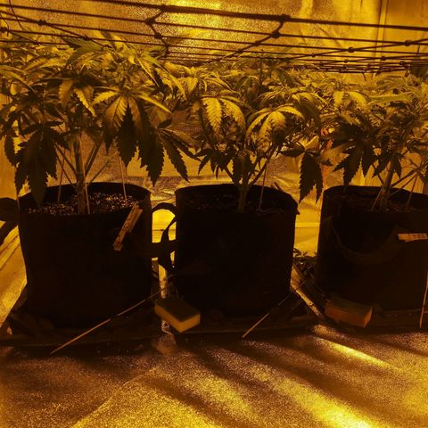 White Thunder growlog timeline photo