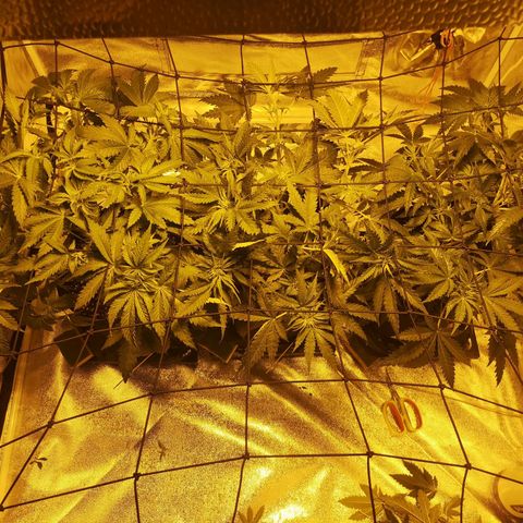 White Thunder growlog timeline photo
