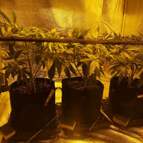 White Thunder growlog timeline photo