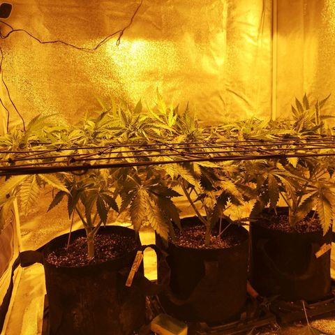 White Thunder growlog timeline photo