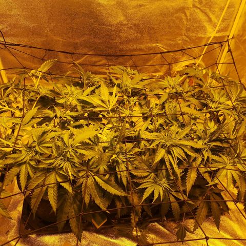 White Thunder growlog timeline photo