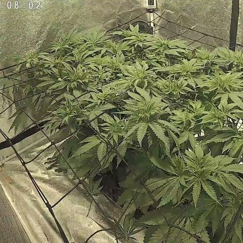White Thunder growlog timeline photo