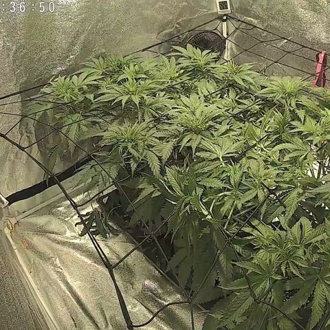White Thunder growlog timeline photo