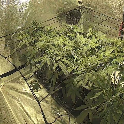 White Thunder growlog timeline photo