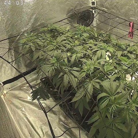 White Thunder growlog timeline photo
