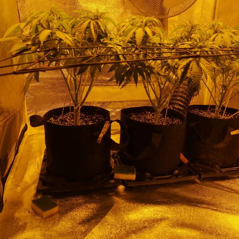 White Thunder growlog timeline photo