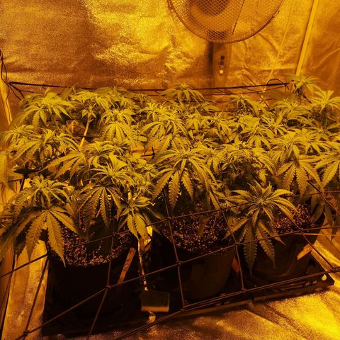 White Thunder growlog timeline photo