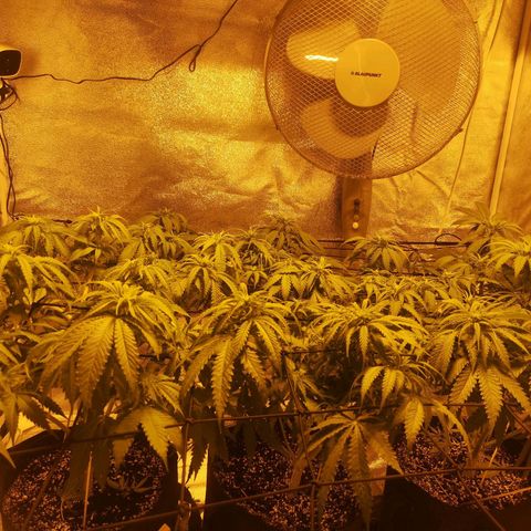 White Thunder growlog timeline photo