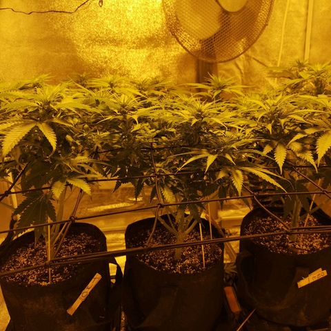 White Thunder growlog timeline photo