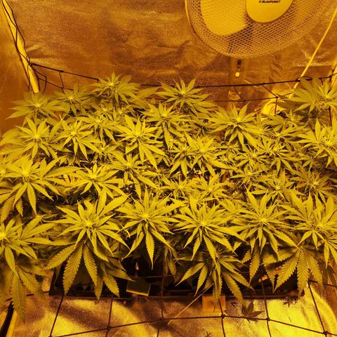White Thunder growlog timeline photo