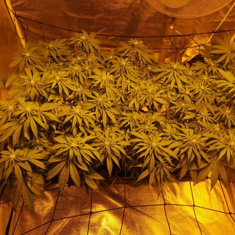White Thunder growlog timeline photo