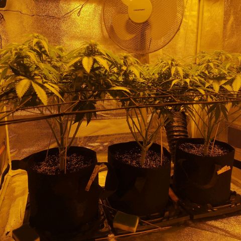 White Thunder growlog timeline photo
